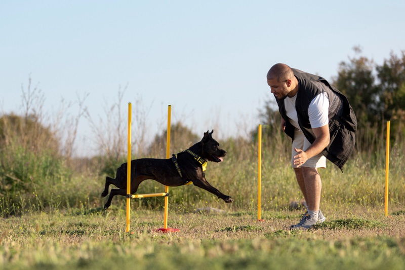 How Do Pet Training Aids Transform Your Dog's Behavior