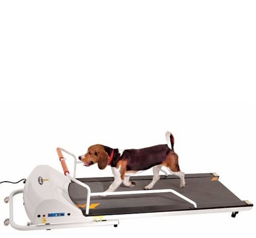 How Dog Treadmills Help Combat Obesity