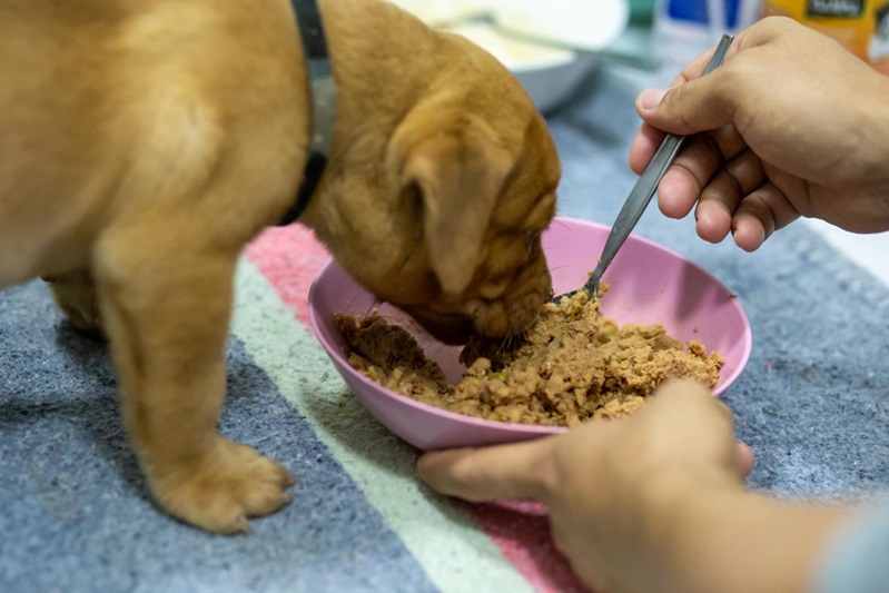 How to Make Balanced Homemade Pet Food for Your Furry Friend