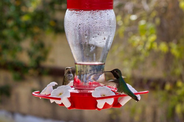 Hummingbird feeder cleaning