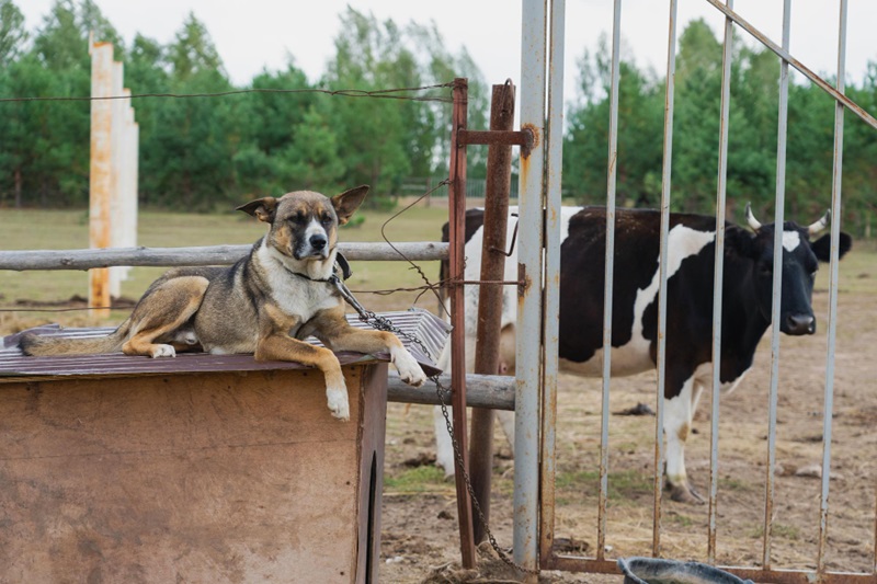 Guardian dogs for farms