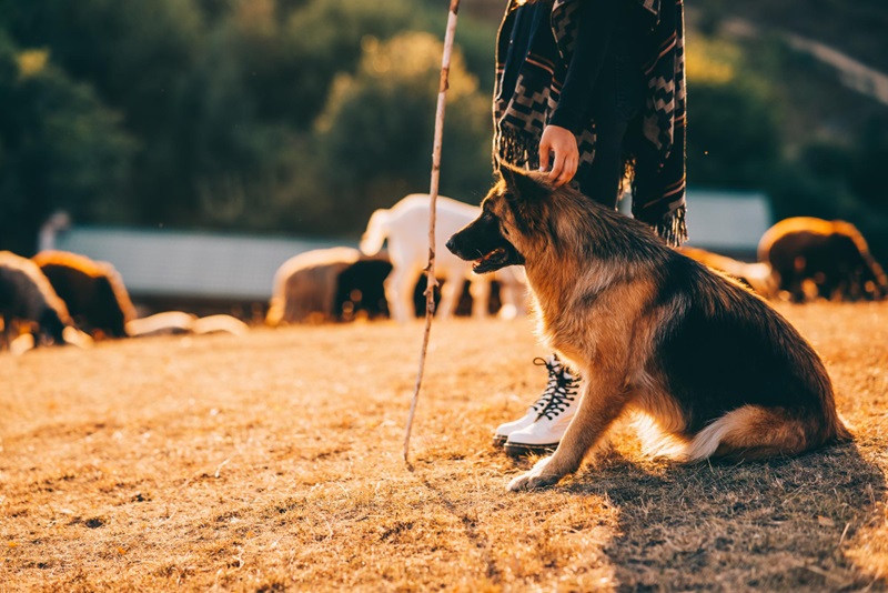 Livestock protection dogs