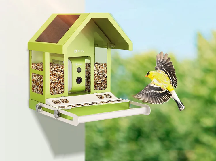 How to Choose the Right Metal Bird Feeder for Your Backyard