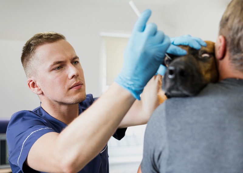 The Importance of Ear and Dental Care in Pet Grooming