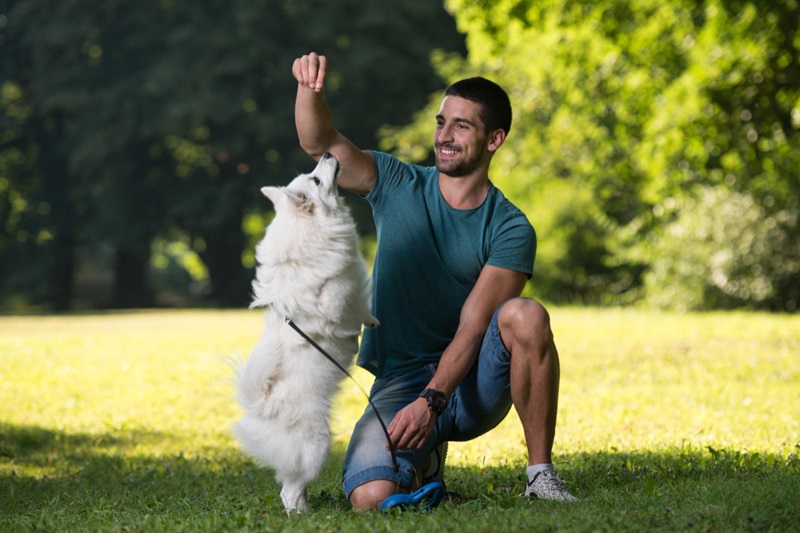 How Do Pet Training Aids Transform Your Dog’s Behavior?