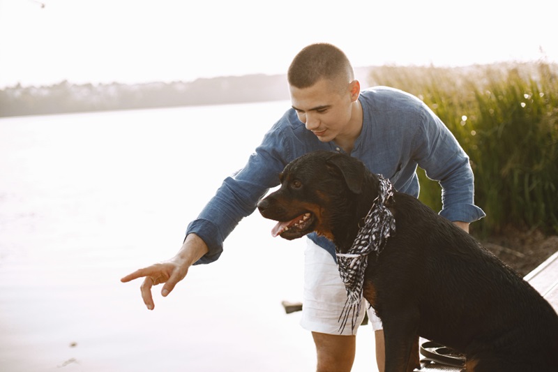 Rottweiler Socializing