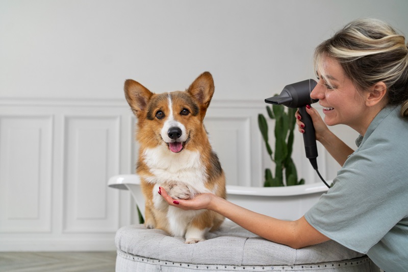 How to Recognize and Treat a Sick Dog at Home