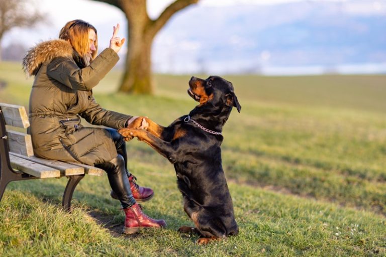 Socializing a Rottweiler