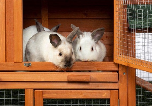 The Benefits of Investing in a Premium Rabbit Hutch