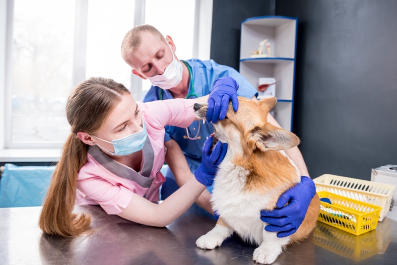 The Importance of Ear and Dental Care in Pet Grooming