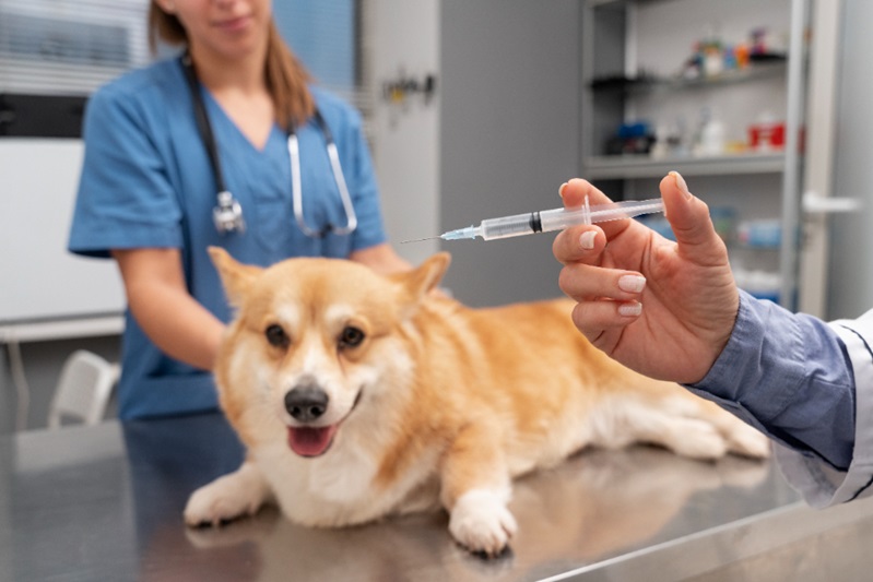 Vaccines Help Your Pet Live a Longer Life