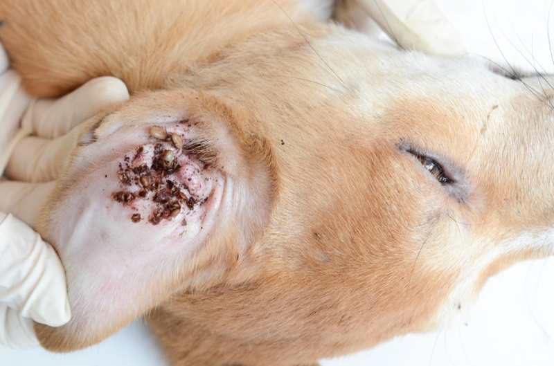 What Are the Hidden Signs Your Dog Might Have Mites