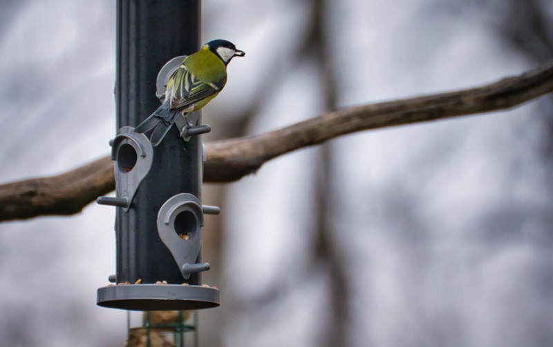 What Features Make Smart Bird Feeders an Ideal Gift Option