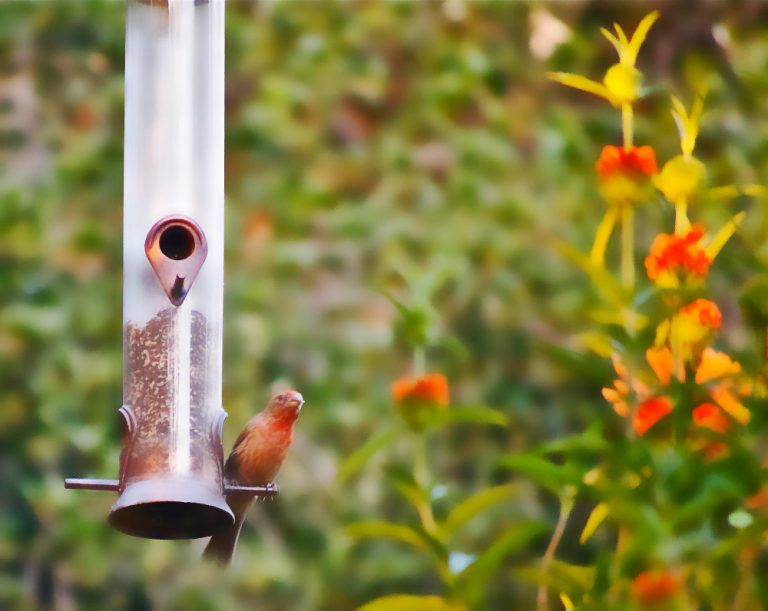 bird feeder camera